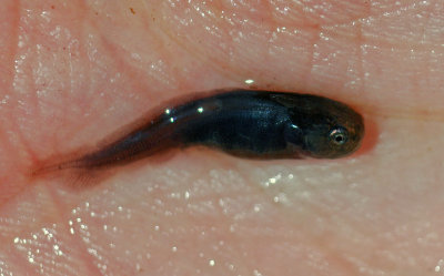 Bowfin fry