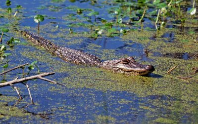 American Alligator