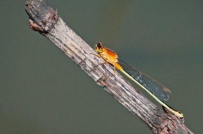 Rambur's Forktail