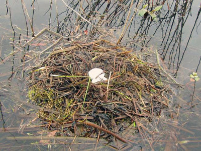 Pied-billed Grebe's nest