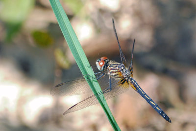 Blue Dasher