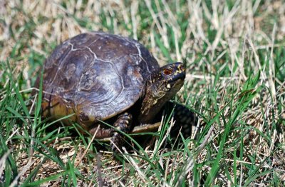 Three-toed Box Turtle