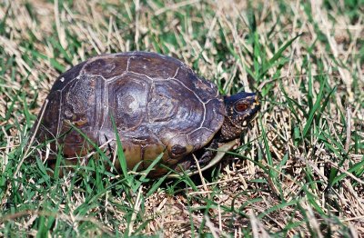 Three-toed Box Turtle