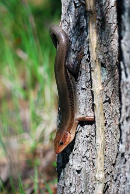 Broad-headed Skink