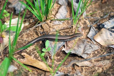 Little Brown Skink