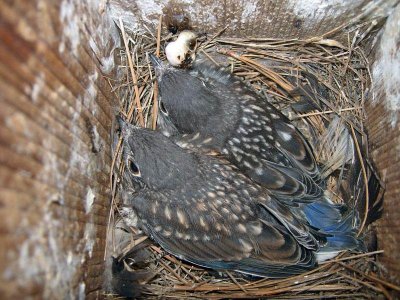 Eastern Bluebird young