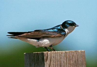 Tree Swallow