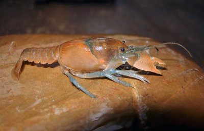 Devil Crayfish  (Cambarus diogenes)