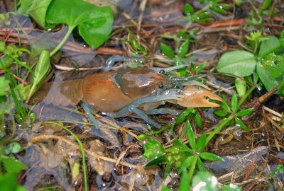 Devil Crayfish  (Cambarus diogenes)