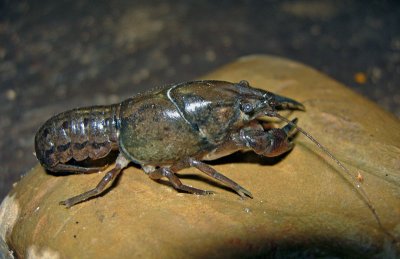 Southern Plains Crayfish (Procambarus simulans )
