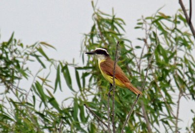 Great kiskadee