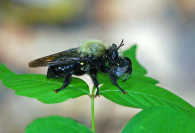 Laphria flavicollis