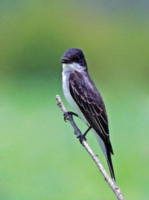 Eastern Kingbird