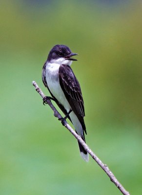 Eastern Kingbird