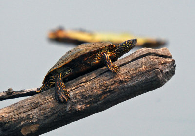 Mississippi Map Turtle (aberrant)