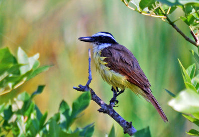 Great Kiskadee