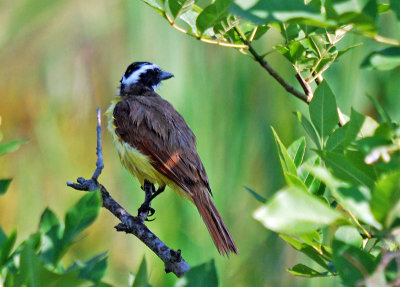 Great Kiskadee