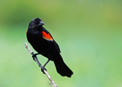 Red-winged Blackbird