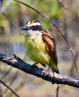 Great Kiskadee