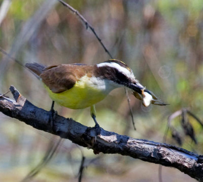 Great Kiskadee with Cricket Frog