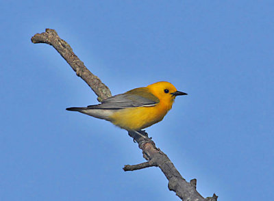 Prothonotary Warbler