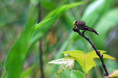 King of the Underbrush