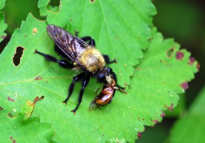 Laphria flavicollis