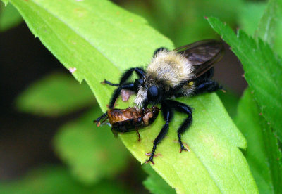 Laphria flavicollis