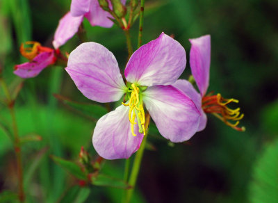 Maryland Meadow-beauty (Rhexia mariana)