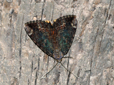 The Betrothed Underwing (Catocala innubens)
