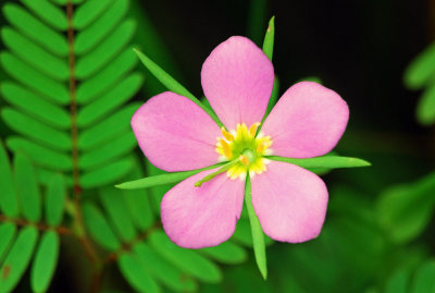 Texas Star (Sabatia campestris)