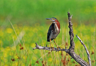 Green Heron