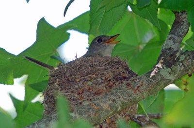 Nesting Willow Flycatchers