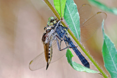 Triorla interrupta with Eastern Pondhawk