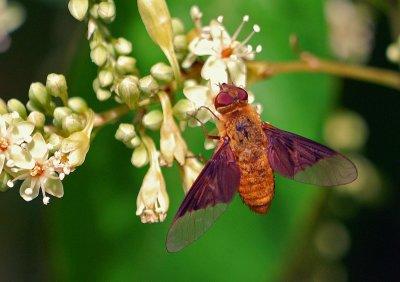 Bee Fly (Chrysanthrax cypris)
