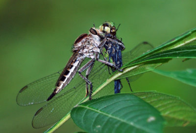 Triorla interrupta eating Eastern Pondhawk