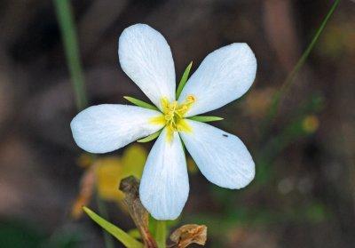 Texas Star (Sabatia campestris) - white variant