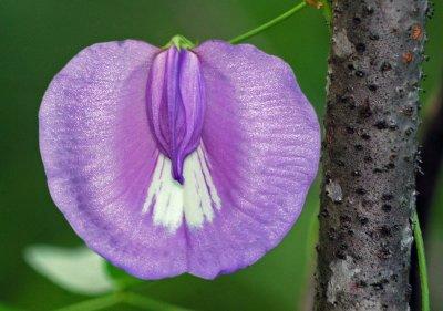 Butterfly Pea