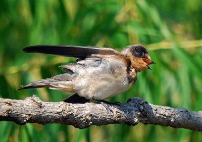 Barn Swallow sunbathing
