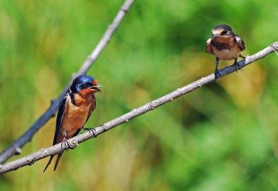 Barn Swallows
