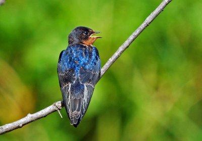 Barn Swallow juvenile
