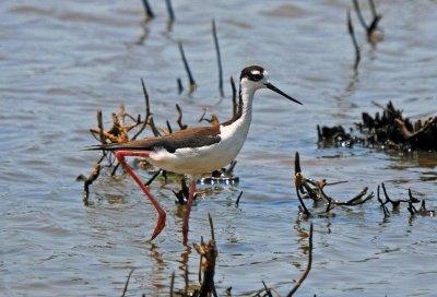 Black-necked Stilt