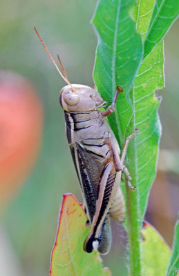 Two-striped Grasshopper (Melanoplus-bivittatus)
