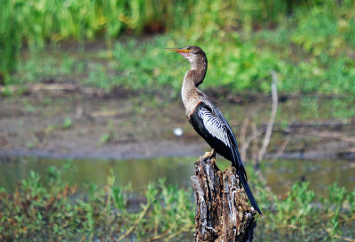 Anhinga