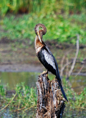 Anhinga
