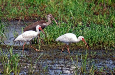 White Ibis