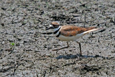 Killdeer