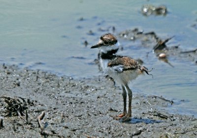 Killdeer chick