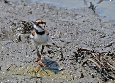 Killdeer chick
