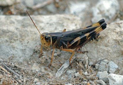 Prairie Boopie (Boopedon gracile)